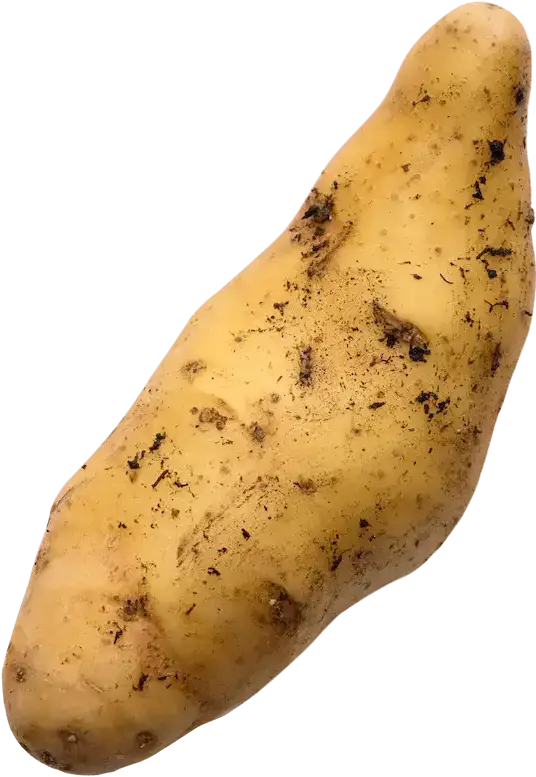 Aardappel