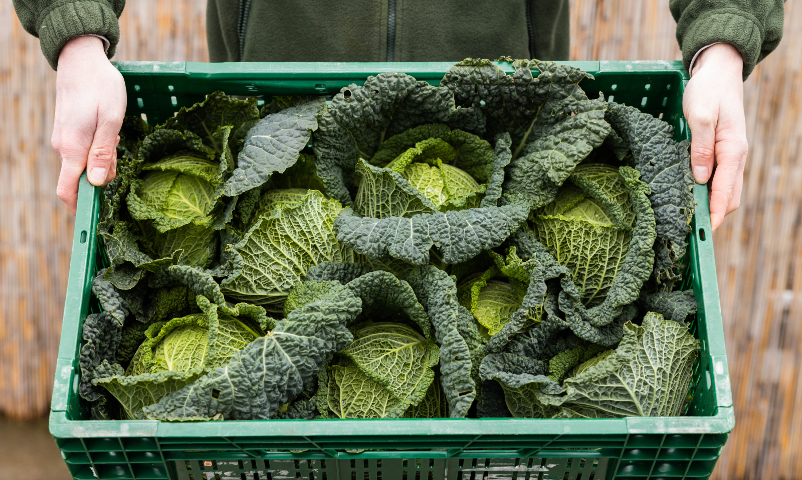 Savooiekool Seizoensgroenten